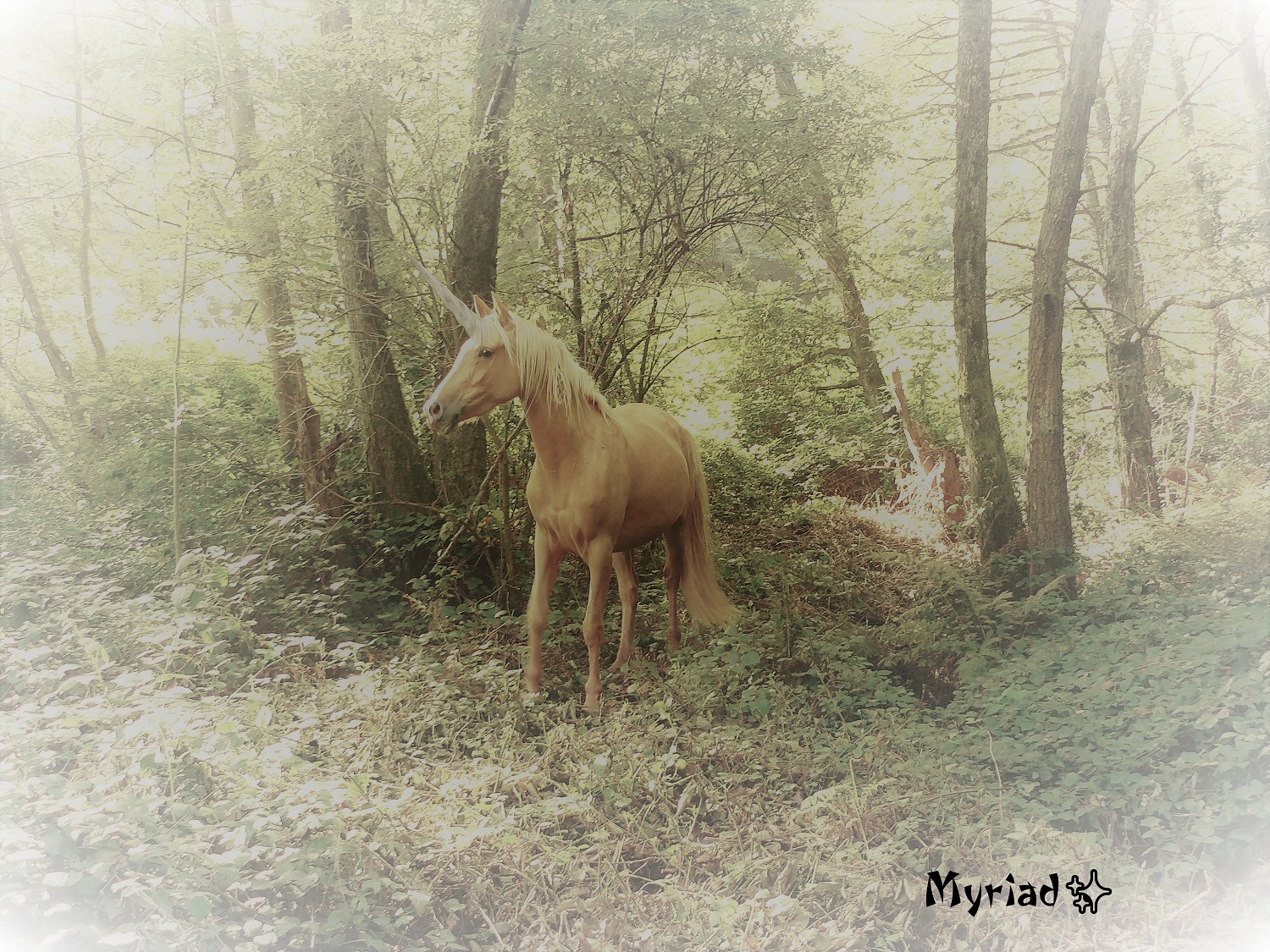 licorne1
